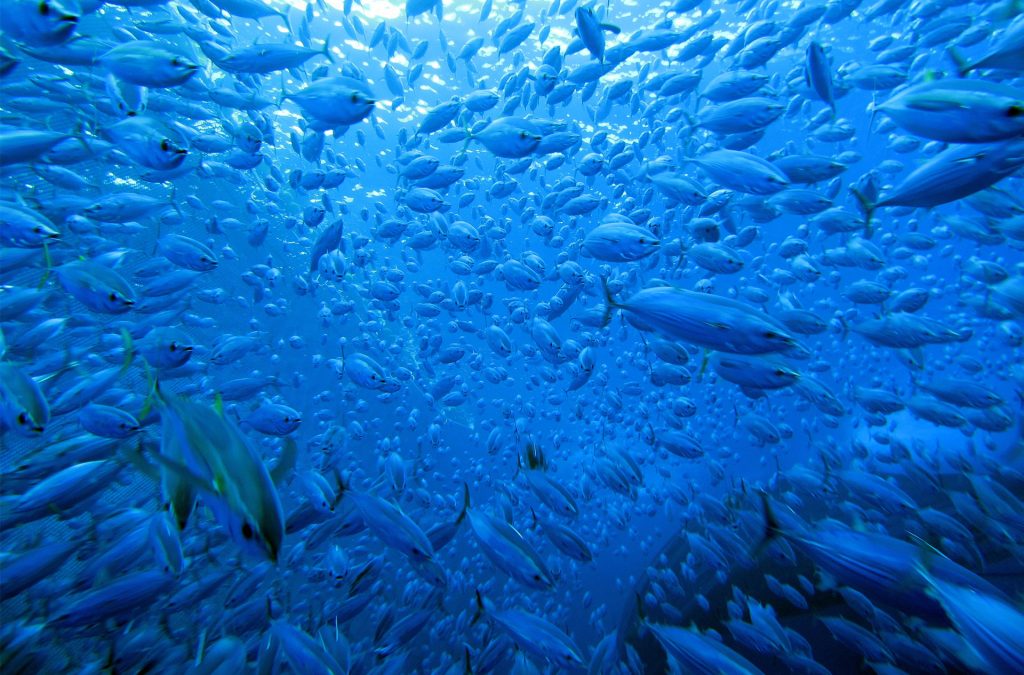 Πρώτο κύμα κυρώσεων στη Μεσόγειο: Η ΕΕ βάζει φρένο στην παράνομη αλιεία